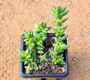 Crassula argentina