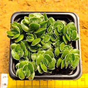 Crassula david