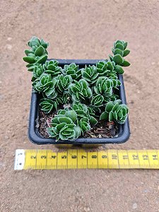 Crassula david