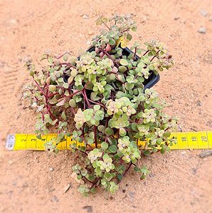 Crassula expansa subsp. Fragilis