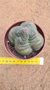 Crassula hemisphaerica