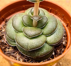 Crassula hemisphaerica