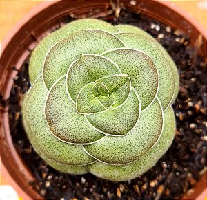 Crassula hemisphaerica