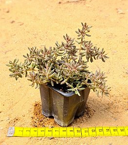 Crassula humbertii