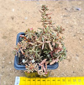 Crassula humbertii