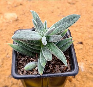 Crassula mesembryanthemoides tenelli