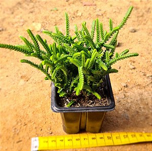 Crassula muscosa