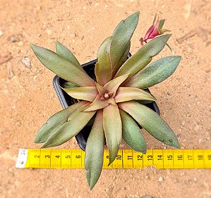 Crassula orbicularis v. rosularis