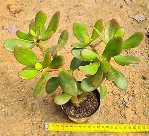 Crassula ovata - "Jade"