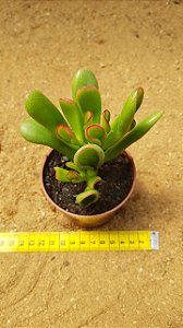 Crassula ovata hobbit fiona