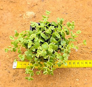 Crassula pellucida