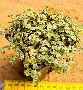 Crassula pellucida ssp marginalis minima