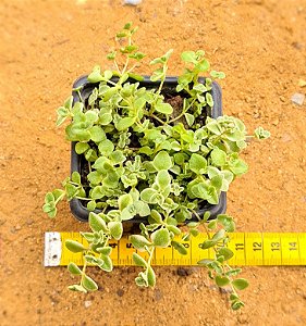 Crassula pellucida ssp marginalis minima