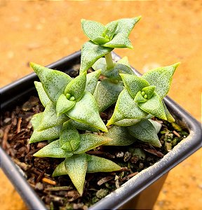 Crassula perforata
