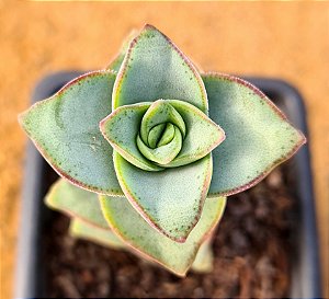 Crassula perforata conjucta