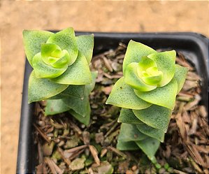 Crassula perforata variegata