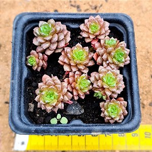 Cremmosedum little gem