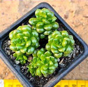Cremmosedum little gem