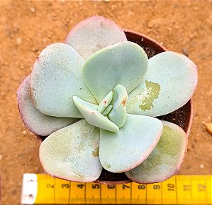 Echeveria gila