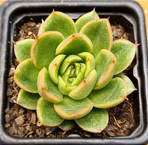 Echeveria gilva