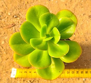 Echeveria ginmei tennyo