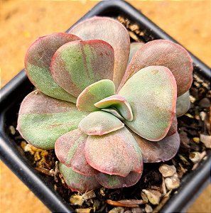 Echeveria goiabinha
