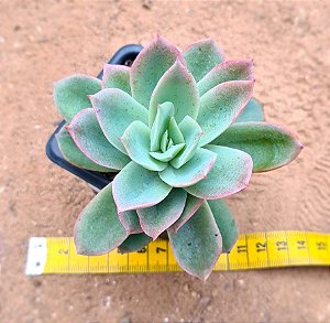 Echeveria golden glow