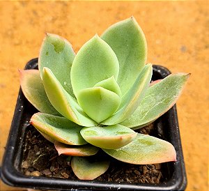 Echeveria golden glow
