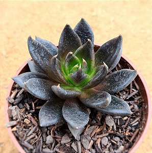 Echeveria gotica