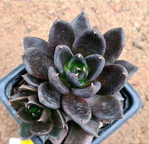 Echeveria gotica