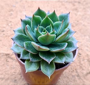 Echeveria green rose
