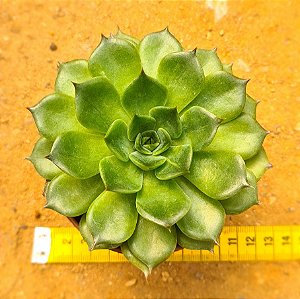 Echeveria green rose