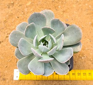Echeveria grey prince