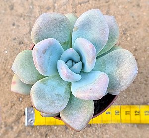 Echeveria grosso / Echeveria blue balloon