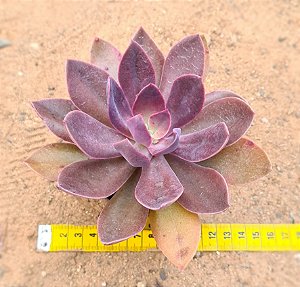 Echeveria hanaikada