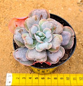 Echeveria Heart's Delight