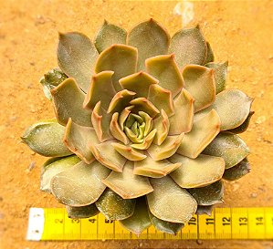 Echeveria kisses