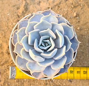 Echeveria lilacina