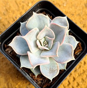 Echeveria lilacina