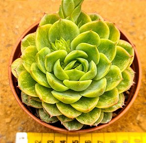 Echeveria lime n chile