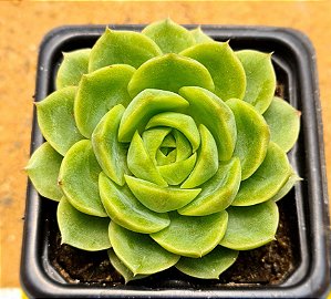 Echeveria lime n chile