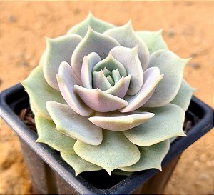 Echeveria lola