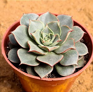 Echeveria longissima