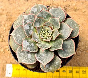 Echeveria longissima