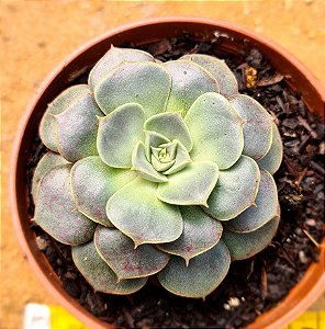 Echeveria longissima