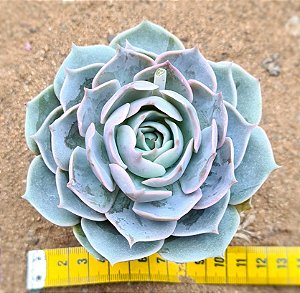 Echeveria lotus