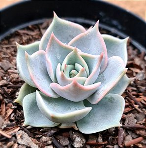 Echeveria lotus