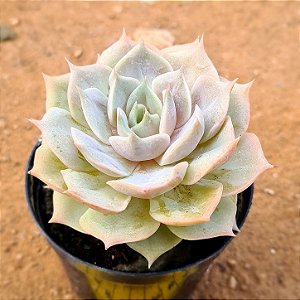 Echeveria lotus