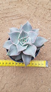 Echeveria madiba