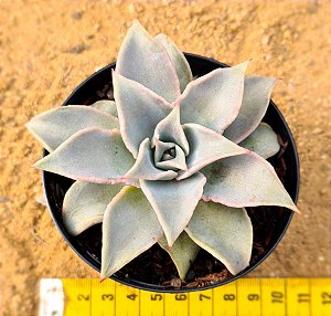 Echeveria madiba